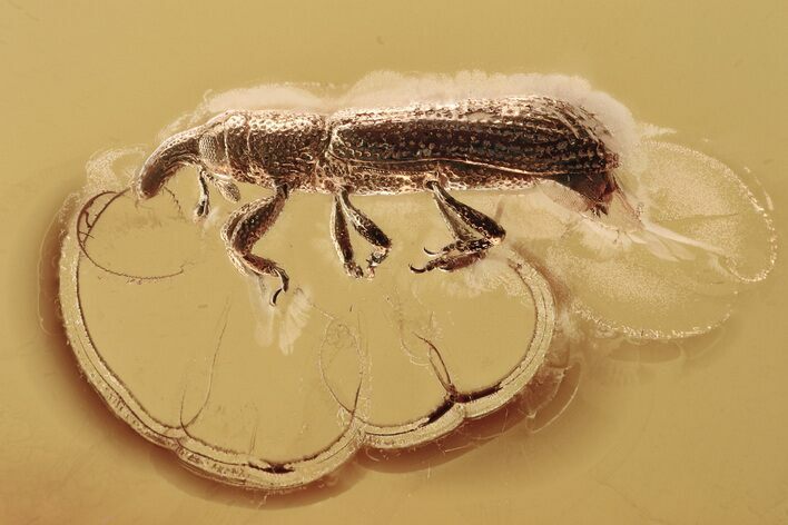 Fossil Snout Beetle (Cossoninae) In Baltic Amber #328112